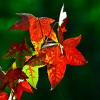 Herbstlich Buntes