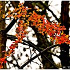 Herbstlich buntes ,