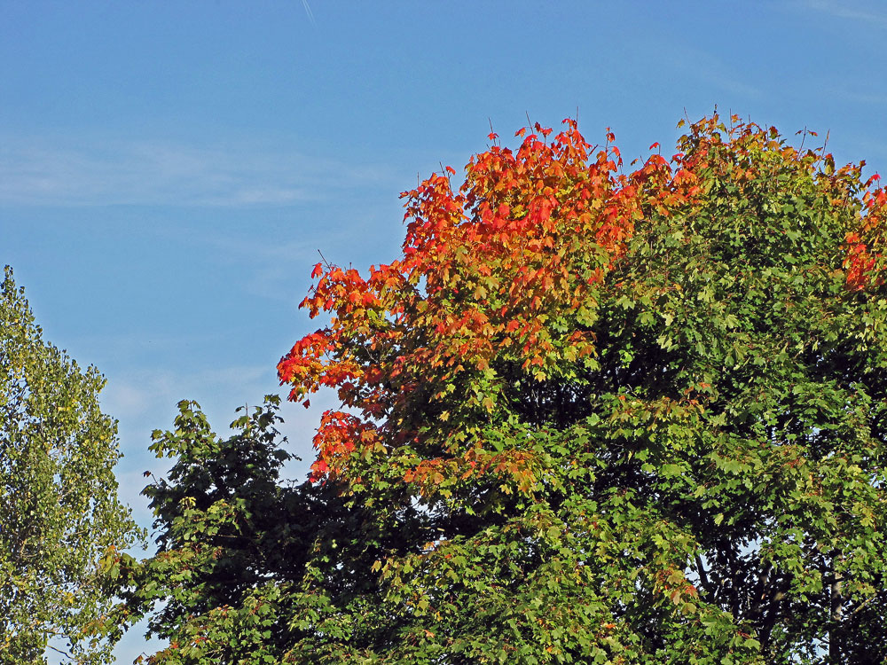 herbstlich buntes