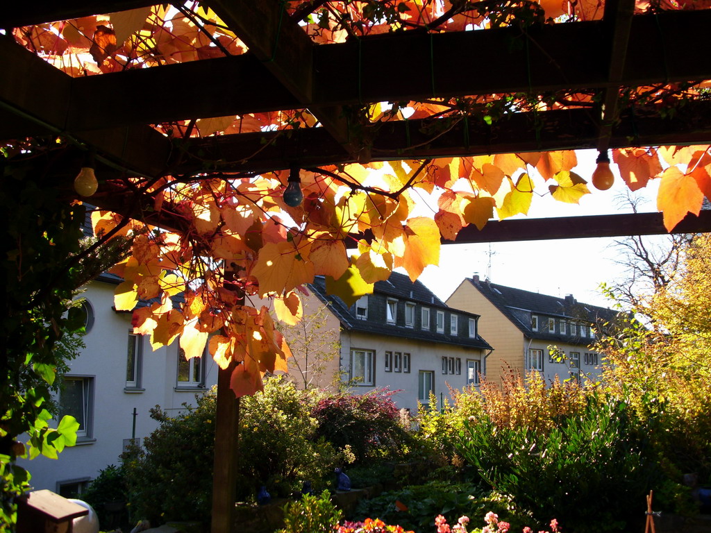 Herbstlich buntes Laub der wilden Rebe