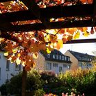 Herbstlich buntes Laub der wilden Rebe