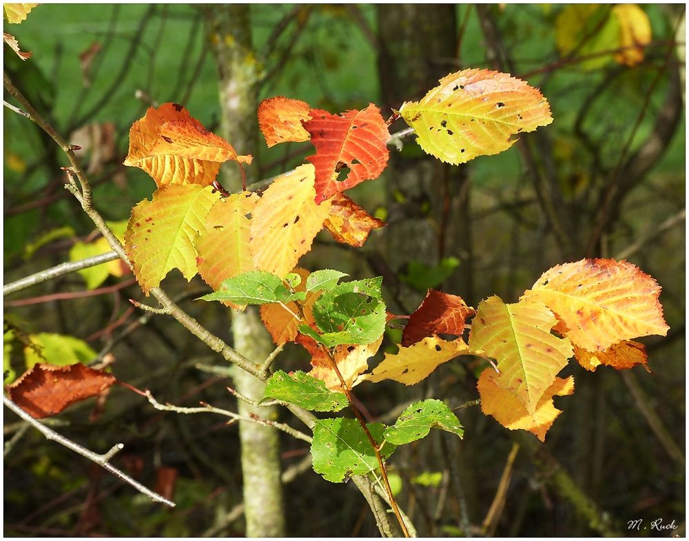 Herbstlich buntes Laub im Sonnenlicht ! Foto &amp; Bild | jahreszeiten ...