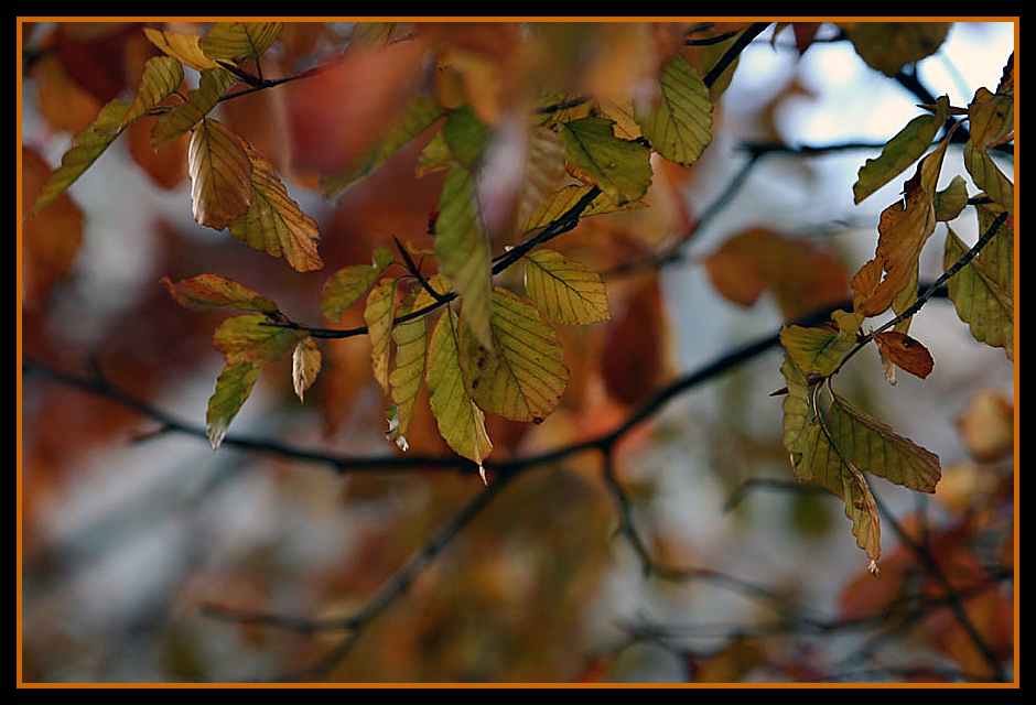 Herbstlich