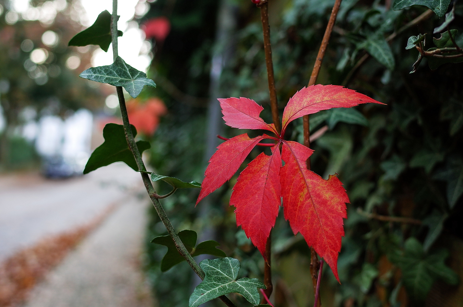 Herbstlich