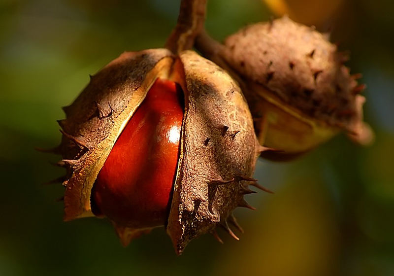 Herbstlich