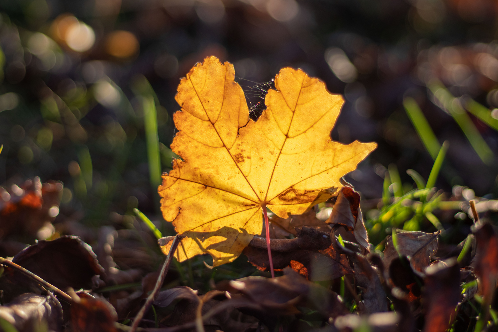 herbstlich