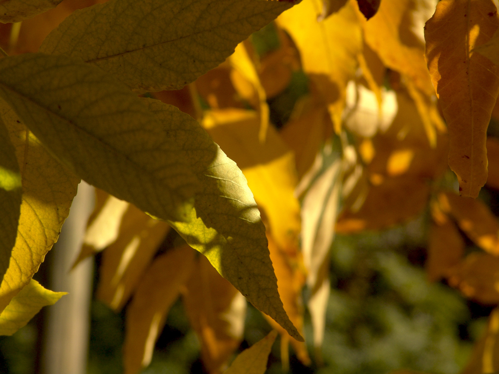 herbstlich