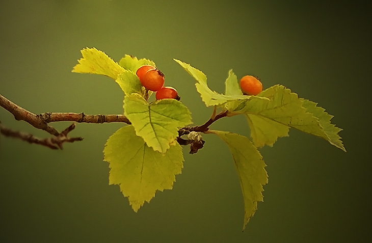 herbstlich ...