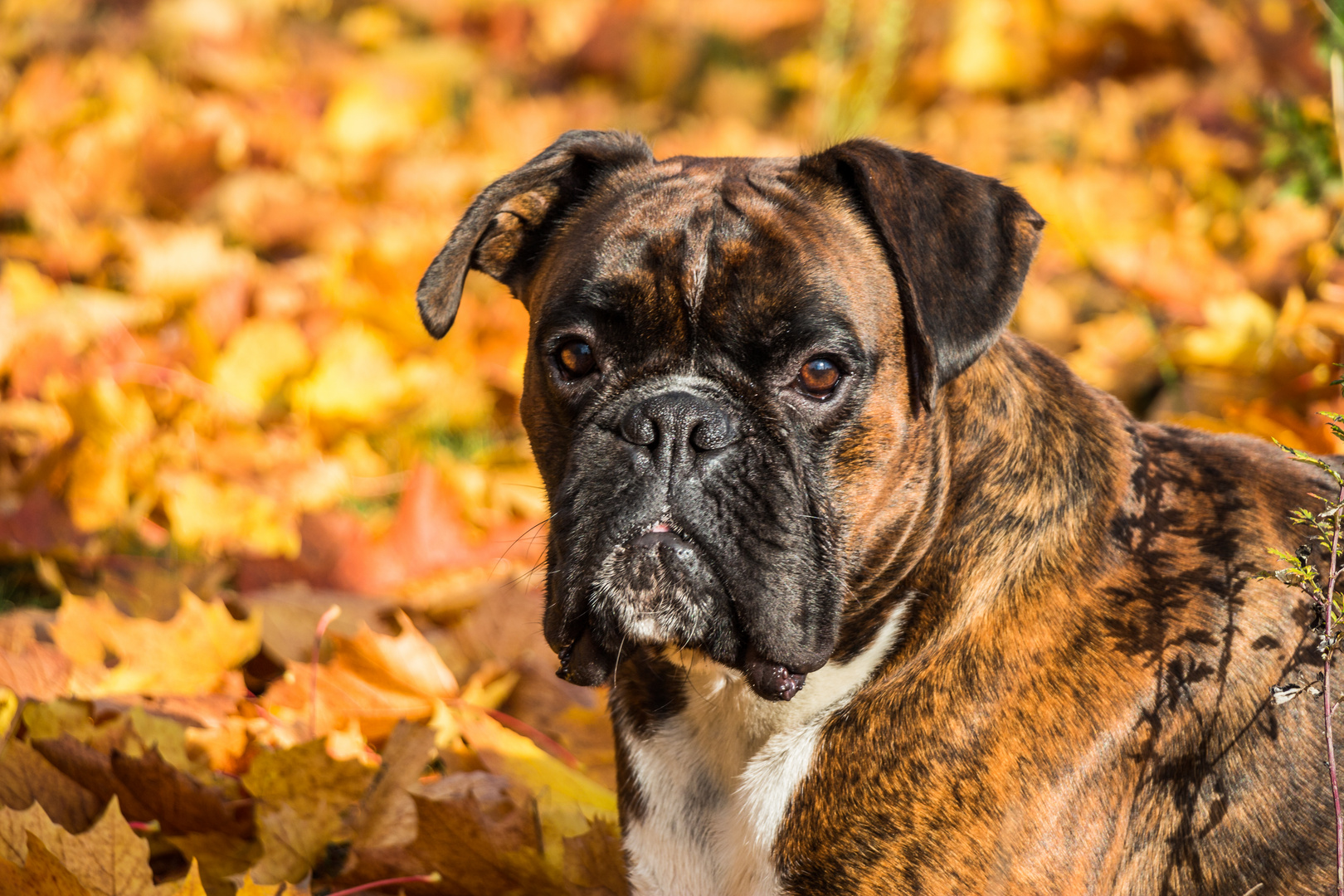 herbstlich