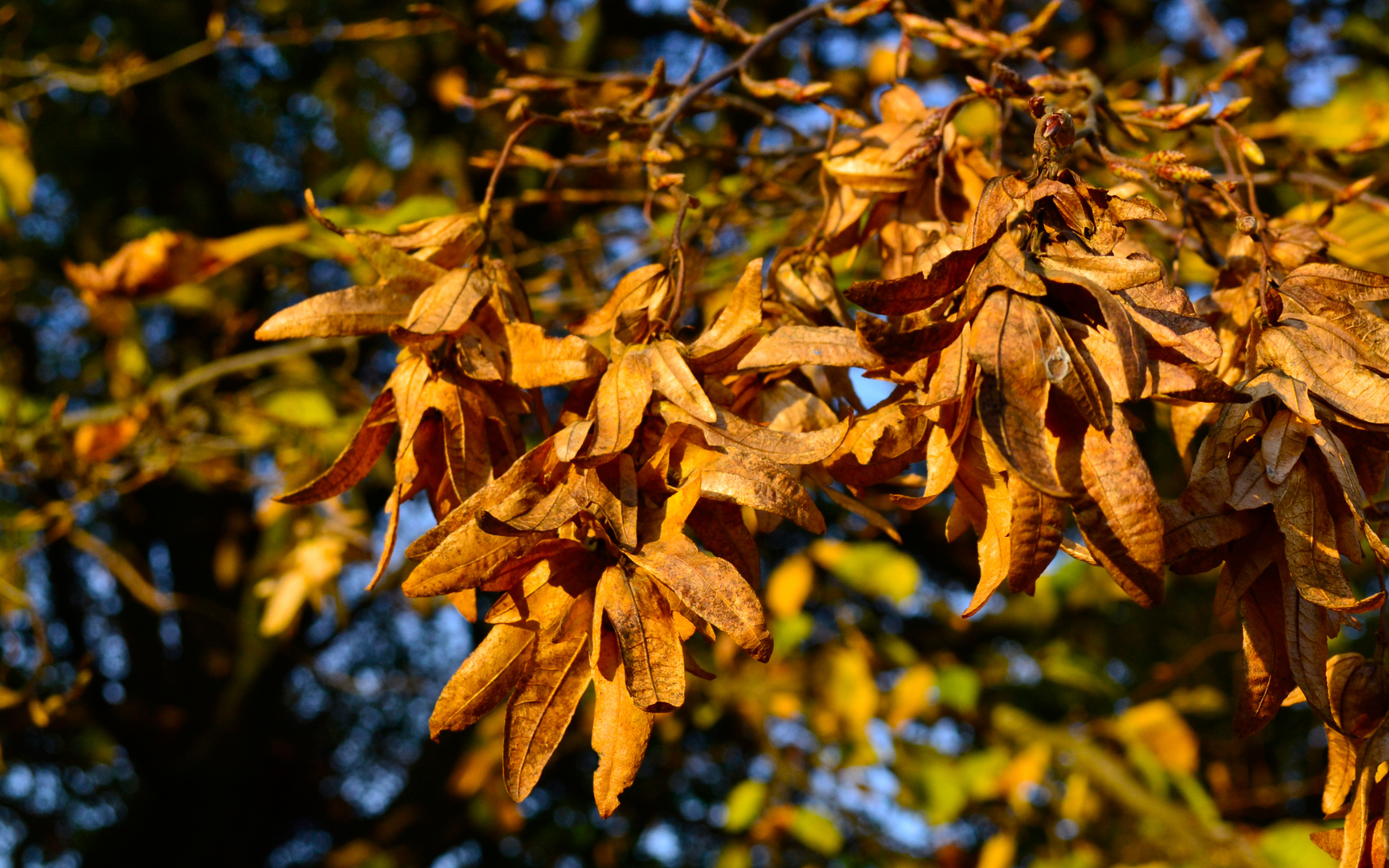 Herbstlich