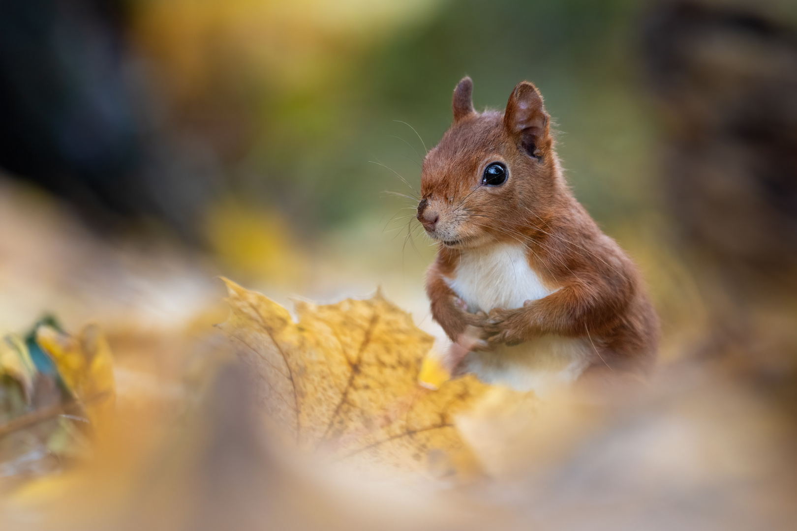 Herbstlich