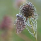 Herbstlich Dekoriert