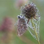 Herbstlich Dekoriert