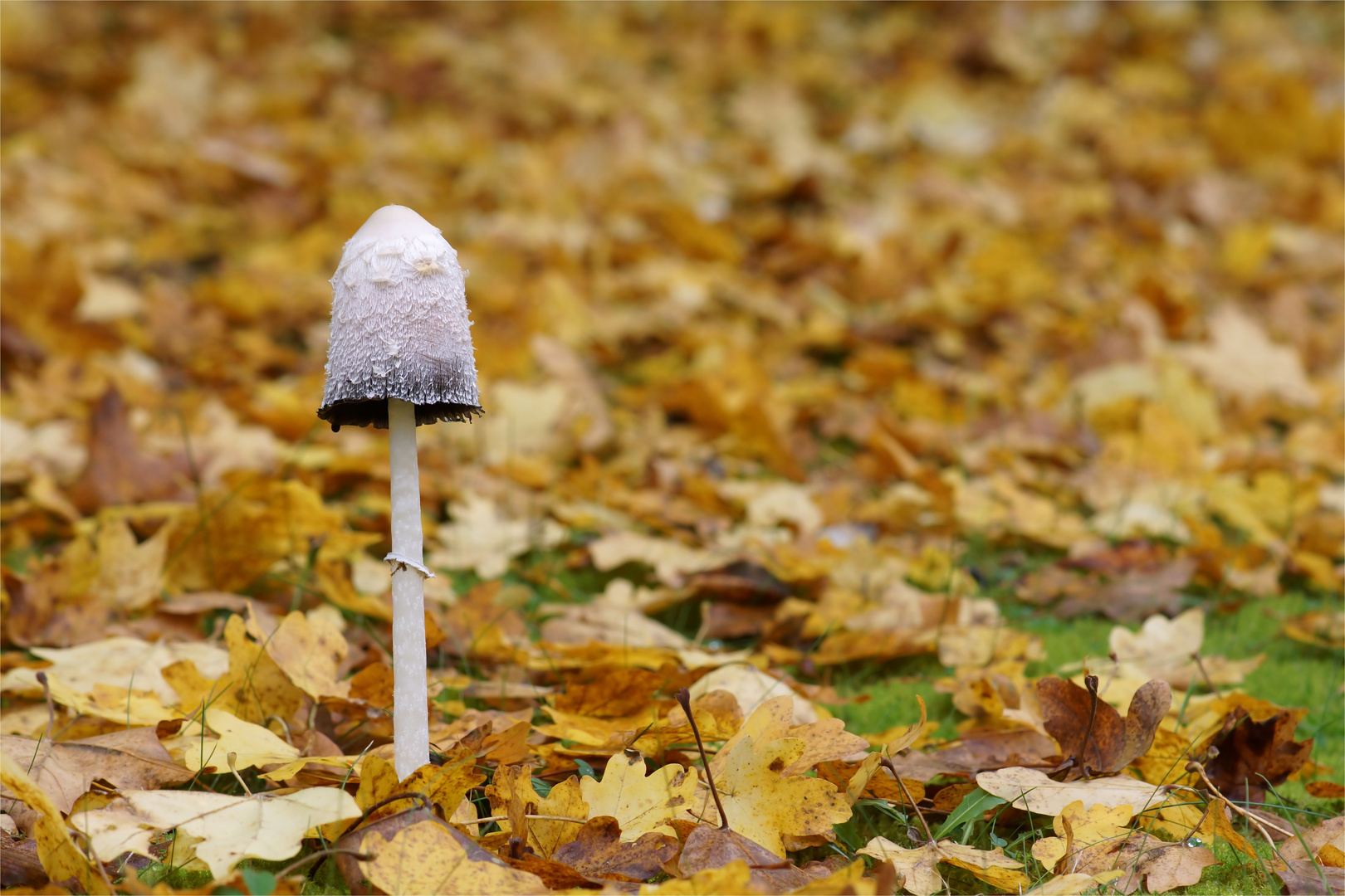 Herbstlich dekoriert..