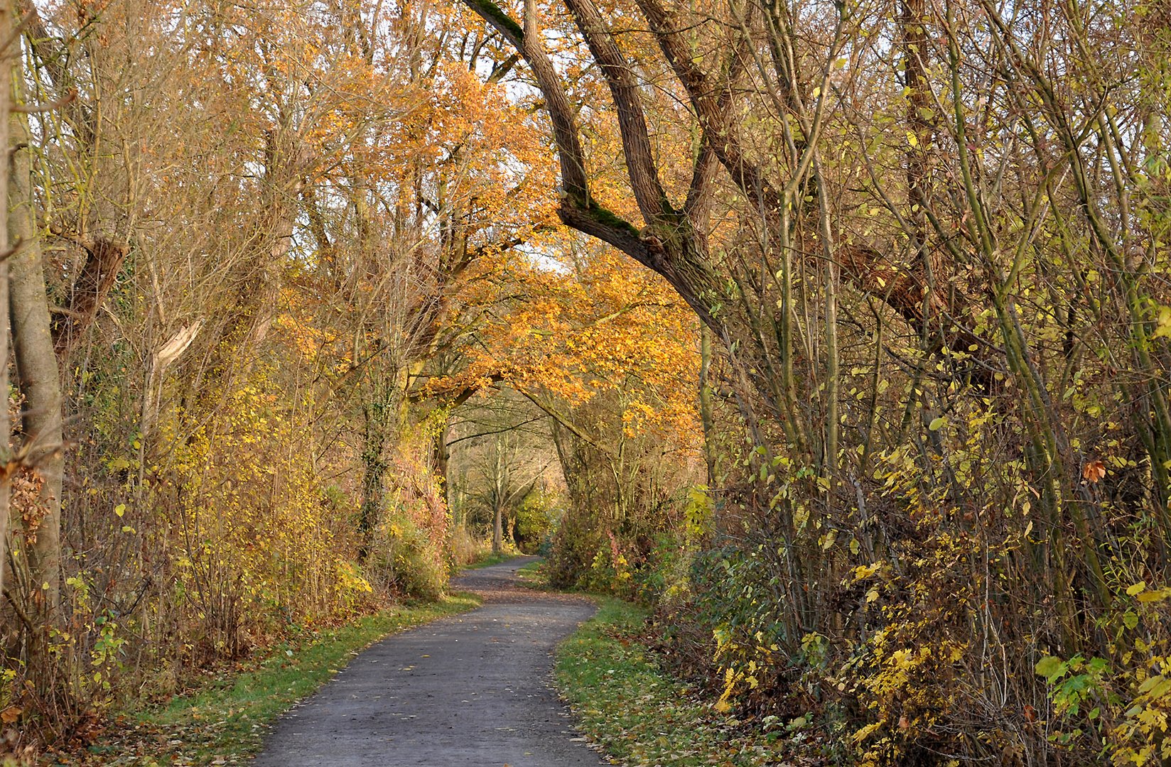 herbstlich durchgeblickt