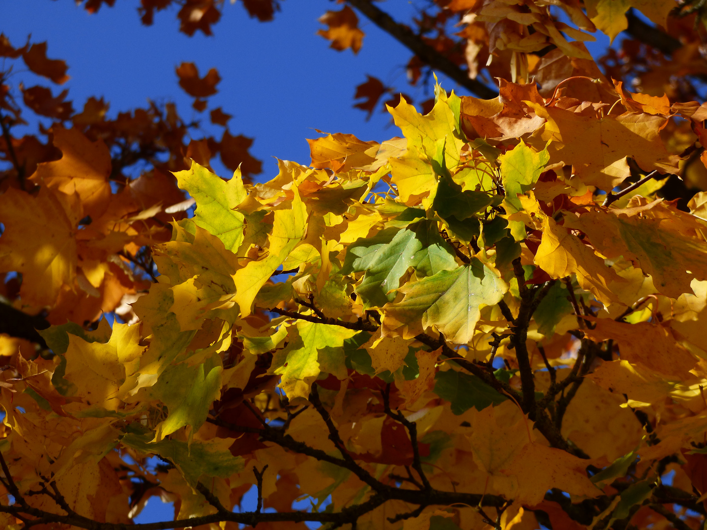 Herbstlich