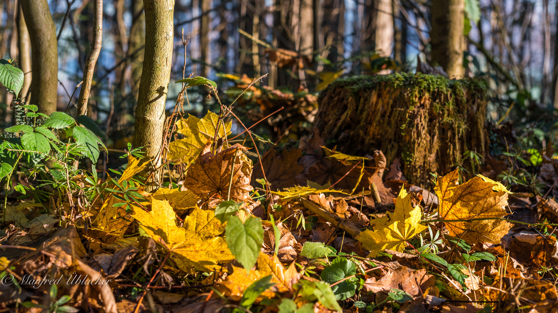 herbstlich ...