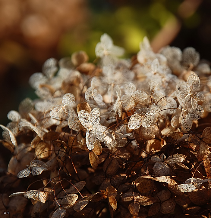 Herbstlich