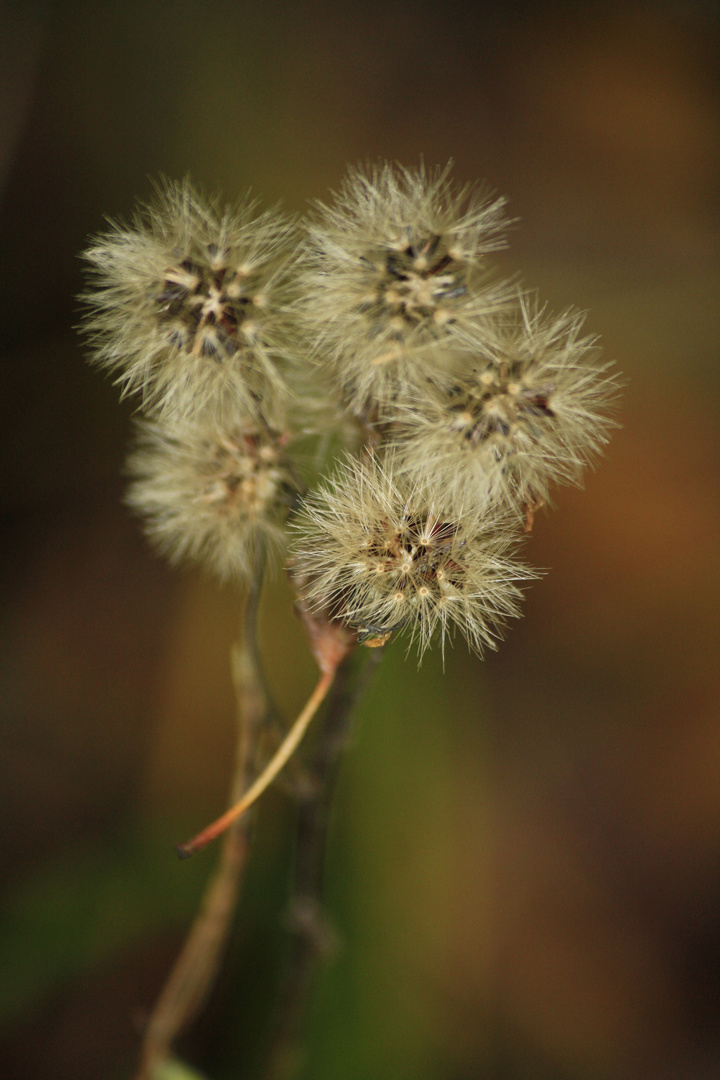 herbstlich