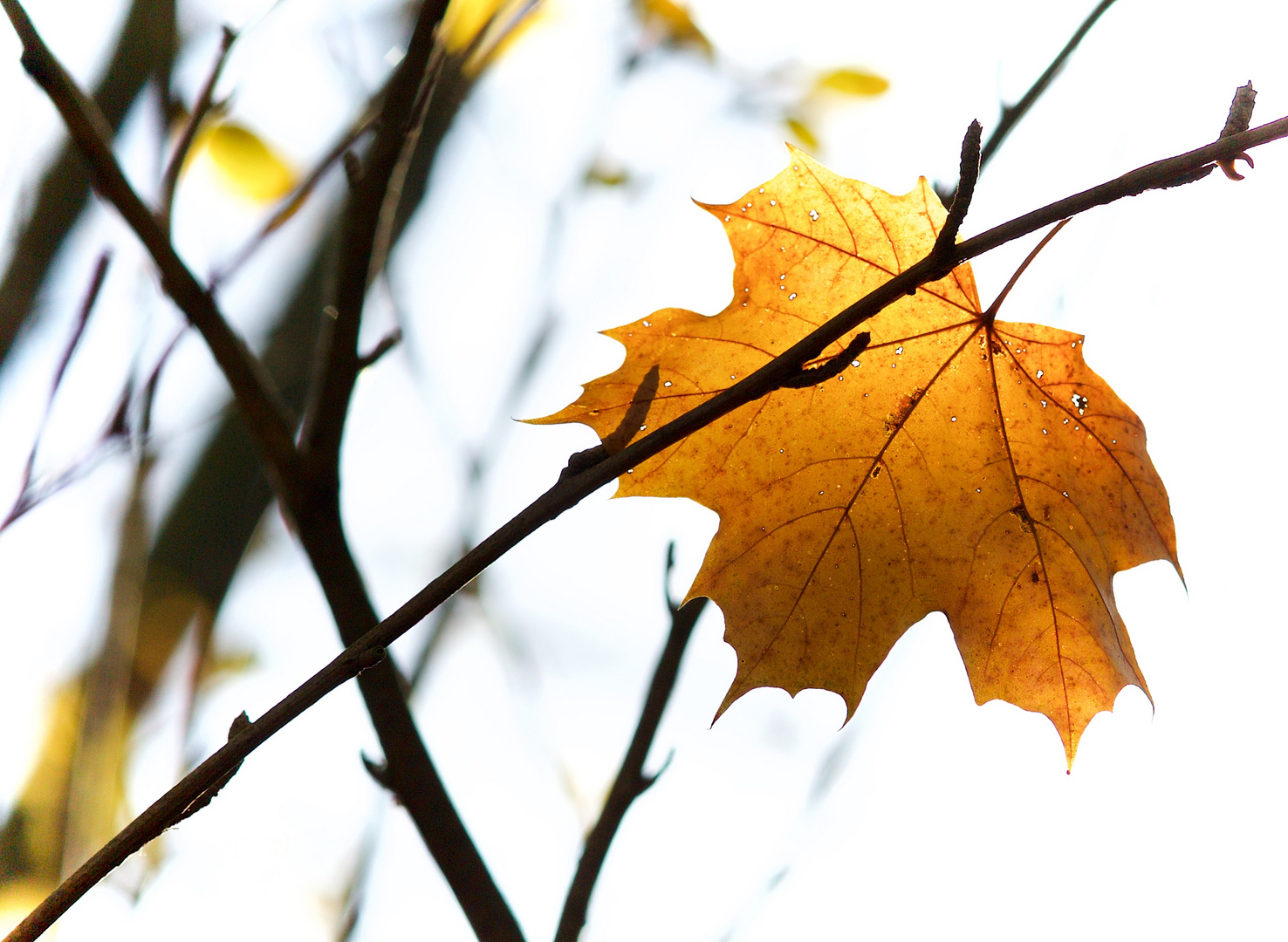 herbstlich