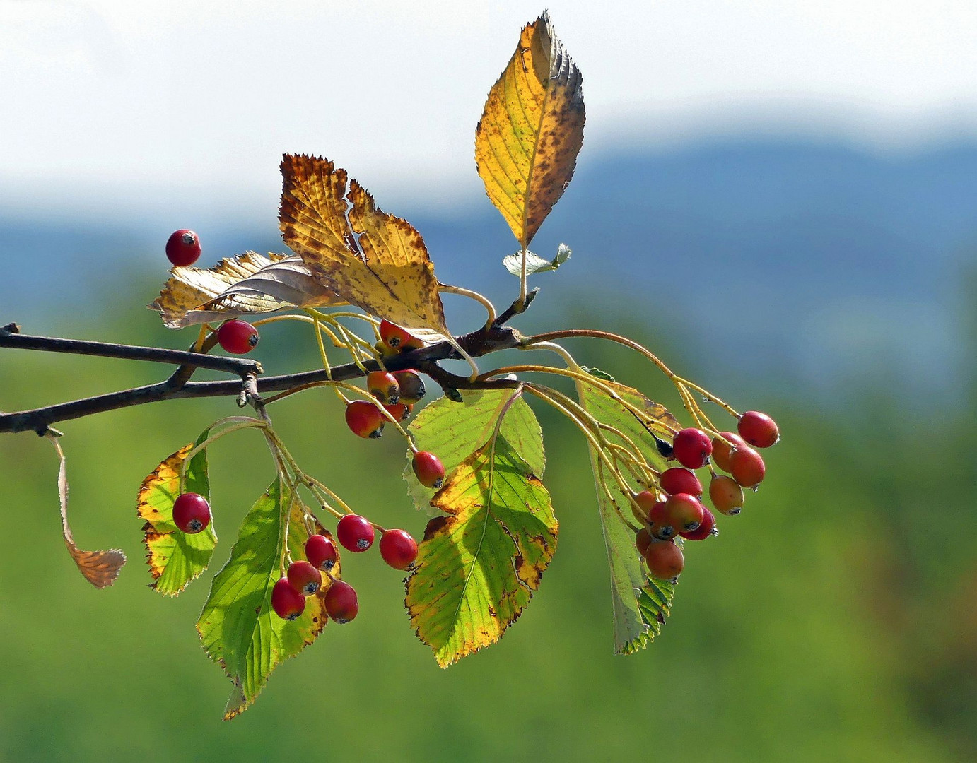 Herbstlich....