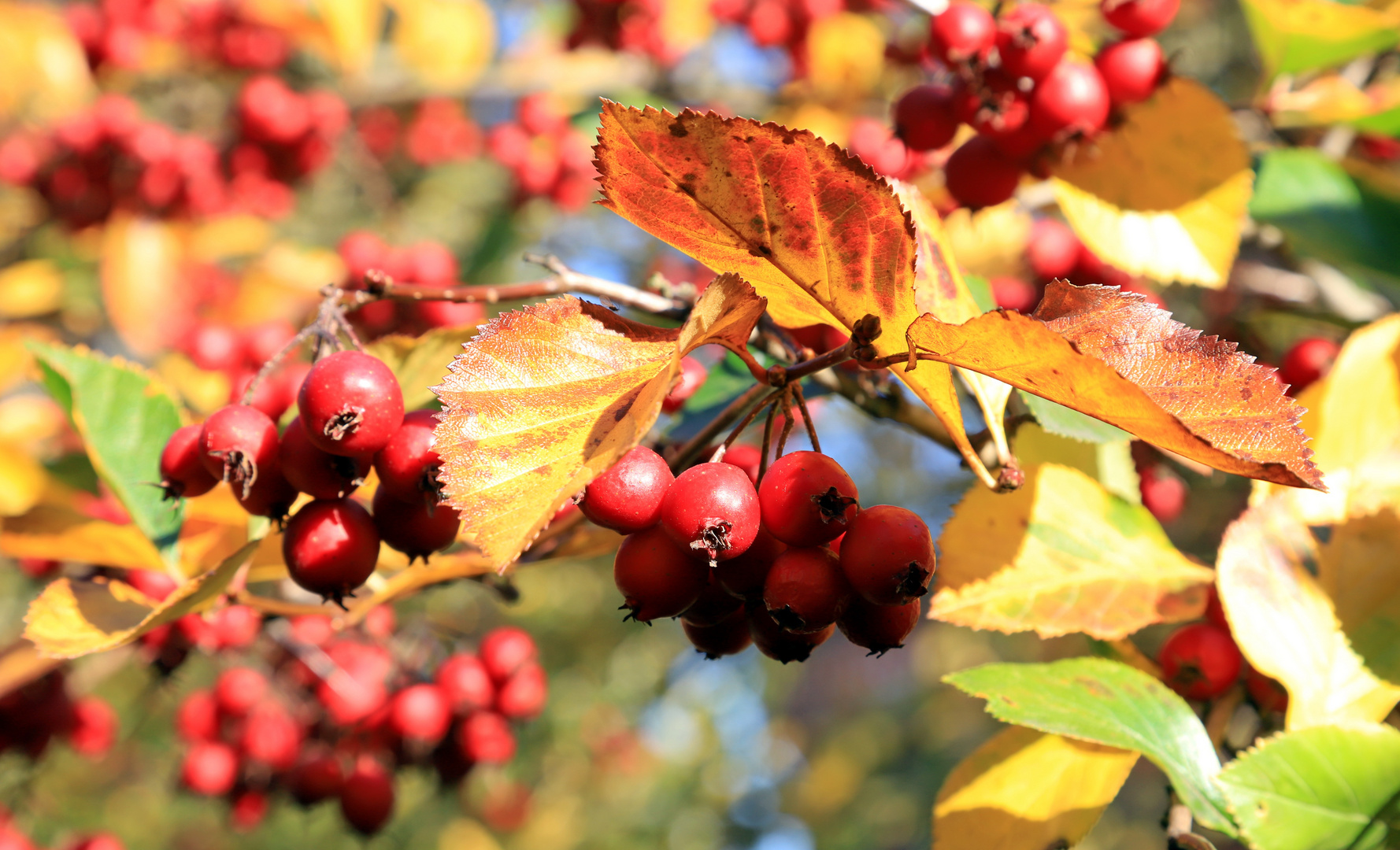 Herbstlich