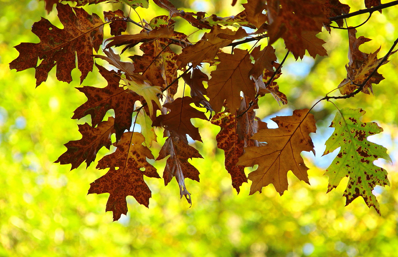 Herbstlich