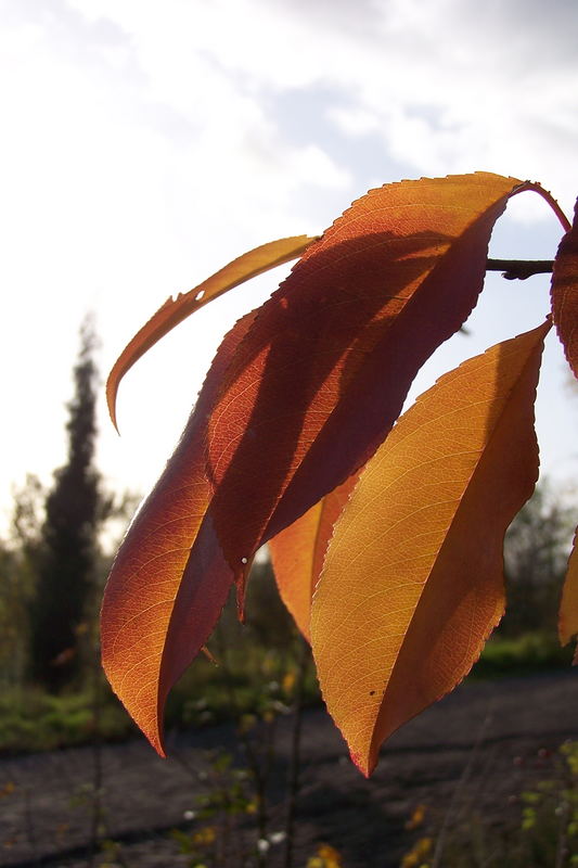 Herbstlich