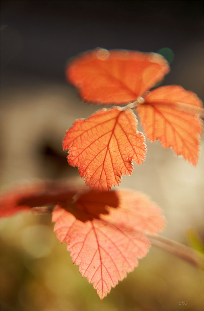 herbstlich