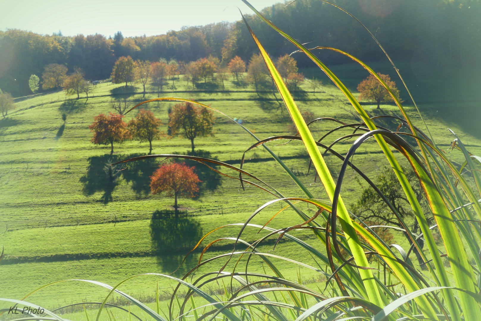 Herbstlich eingefärbte Kirschbäume im Eggener Tal (Südbaden)