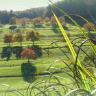 Herbstlich eingefärbte Kirschbäume im Eggener Tal (Südbaden)