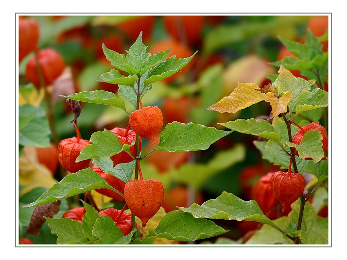 herbstlich