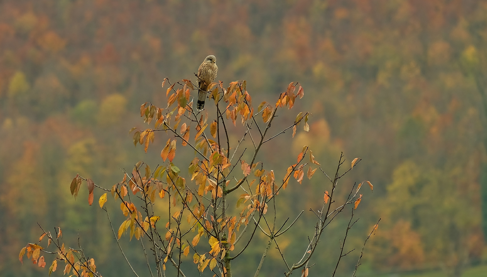 Herbstlich