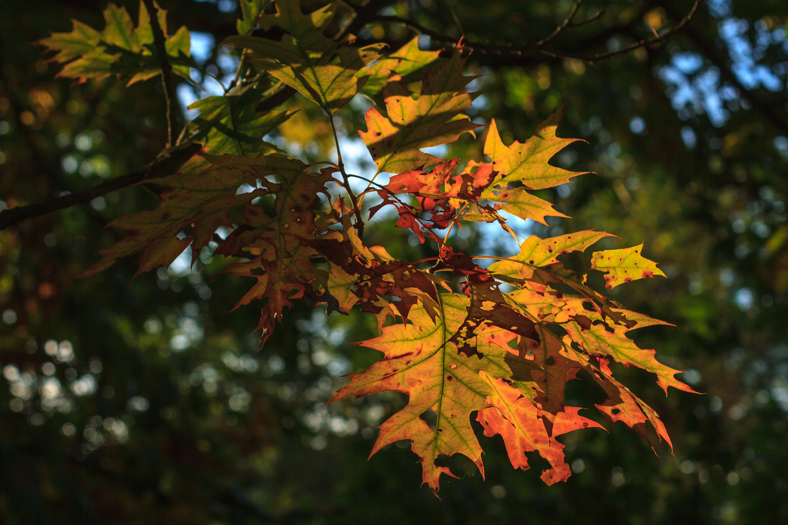 herbstlich