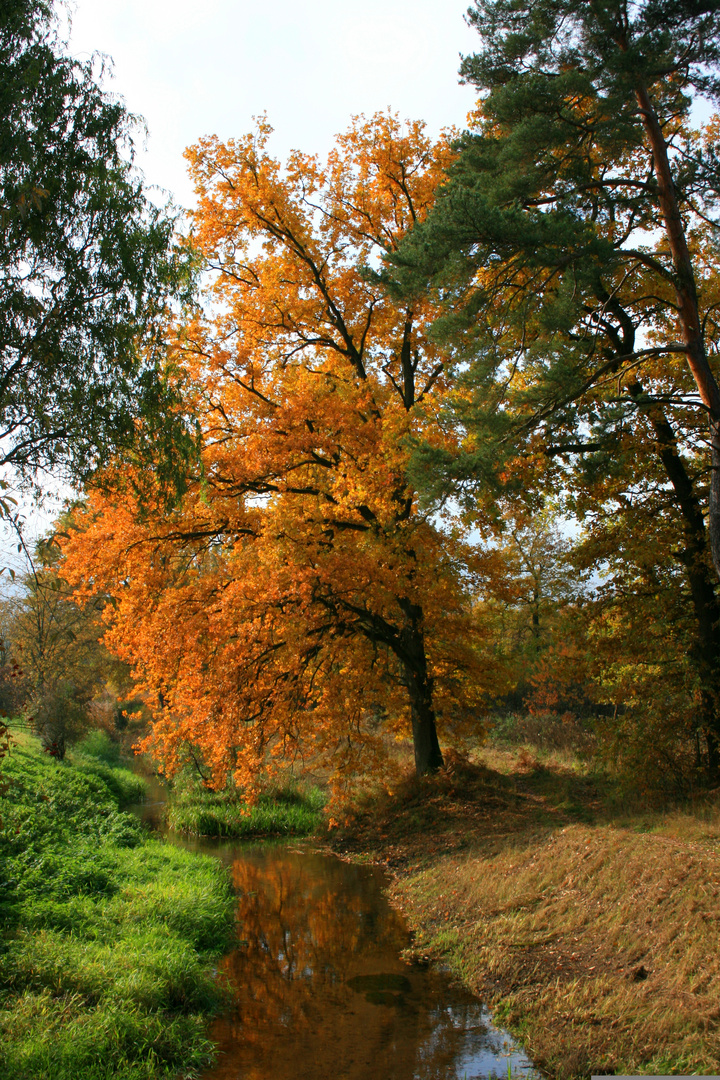 Herbstlich farbige Welt