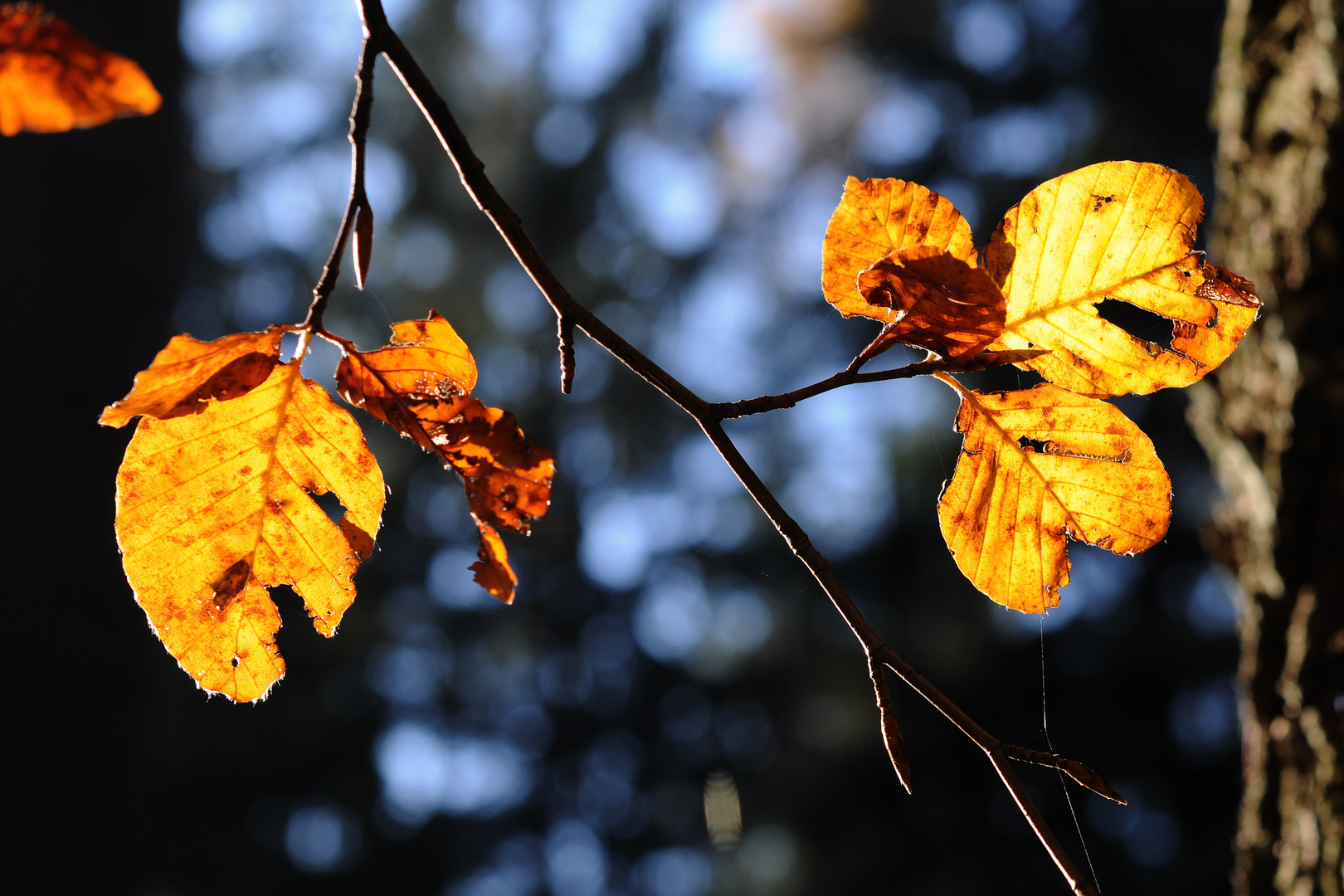 herbstlich