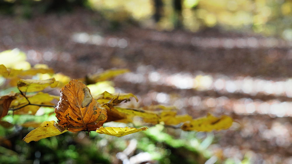 herbstlich