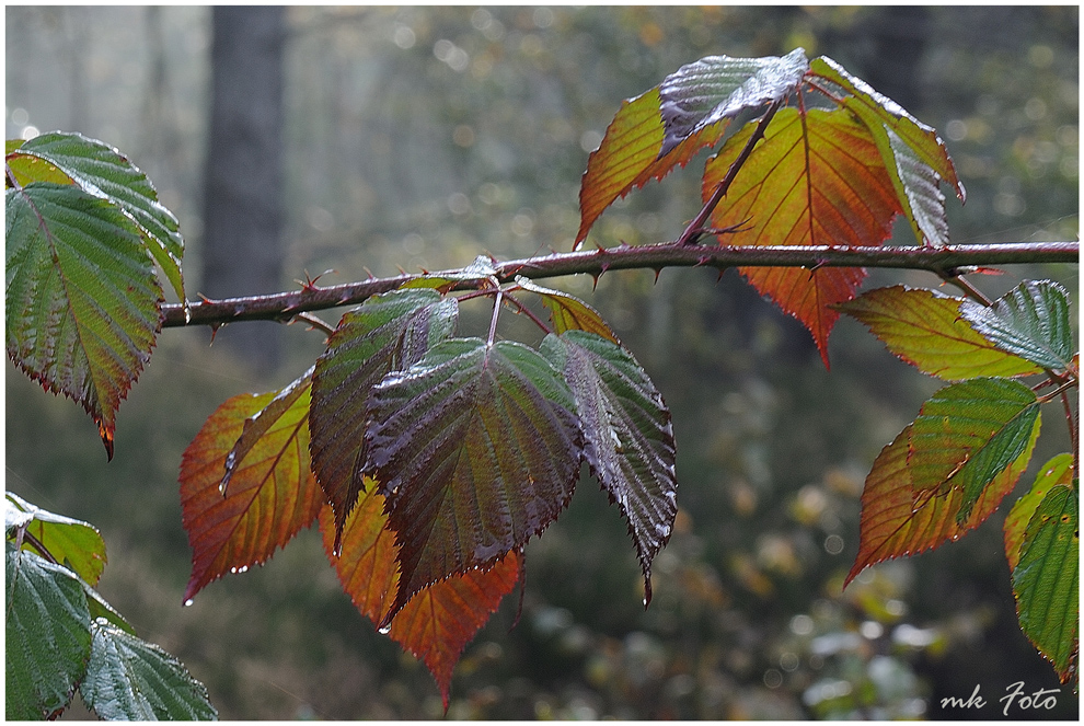 Herbstlich feucht