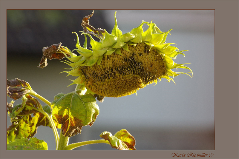 herbstlich