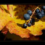 herbstlich gebettet