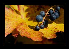 herbstlich gebettet