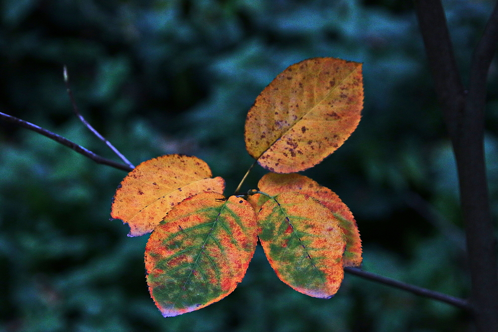 herbstlich gefärbt