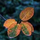 herbstlich gefärbt