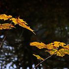 herbstlich gefärbt