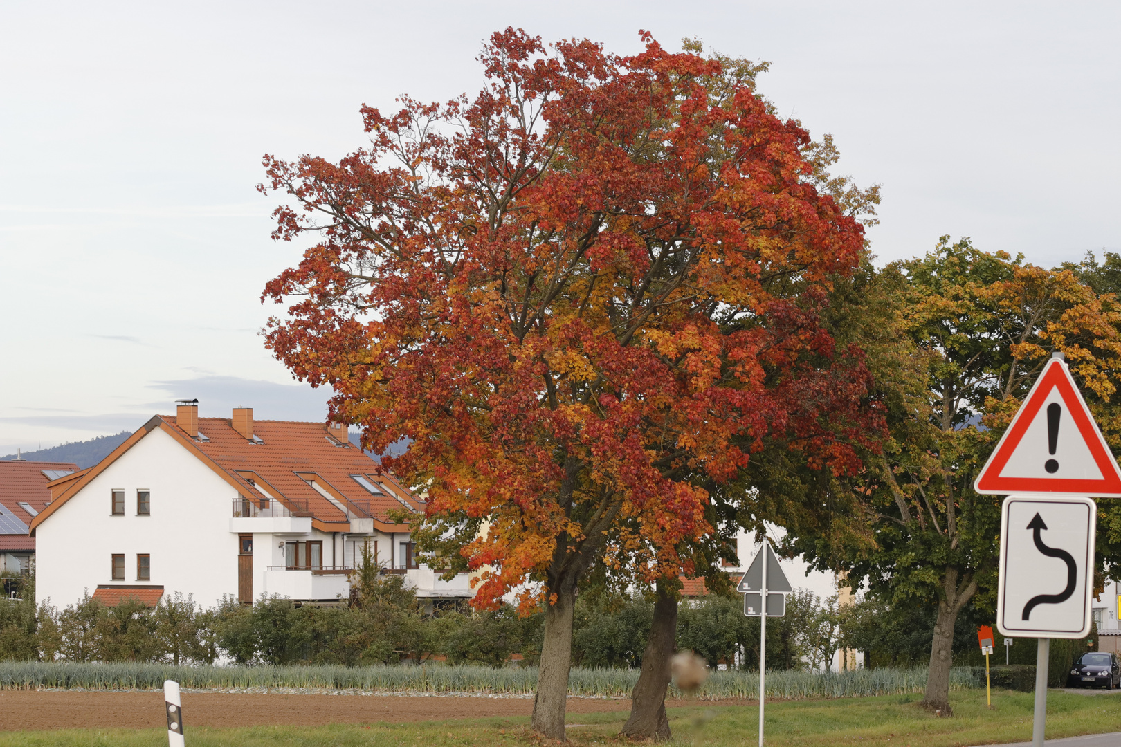 Herbstlich gefärbte Bäume...