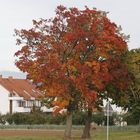 Herbstlich gefärbte Bäume...