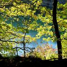 herbstlich gefärbte Bäume vor einem See