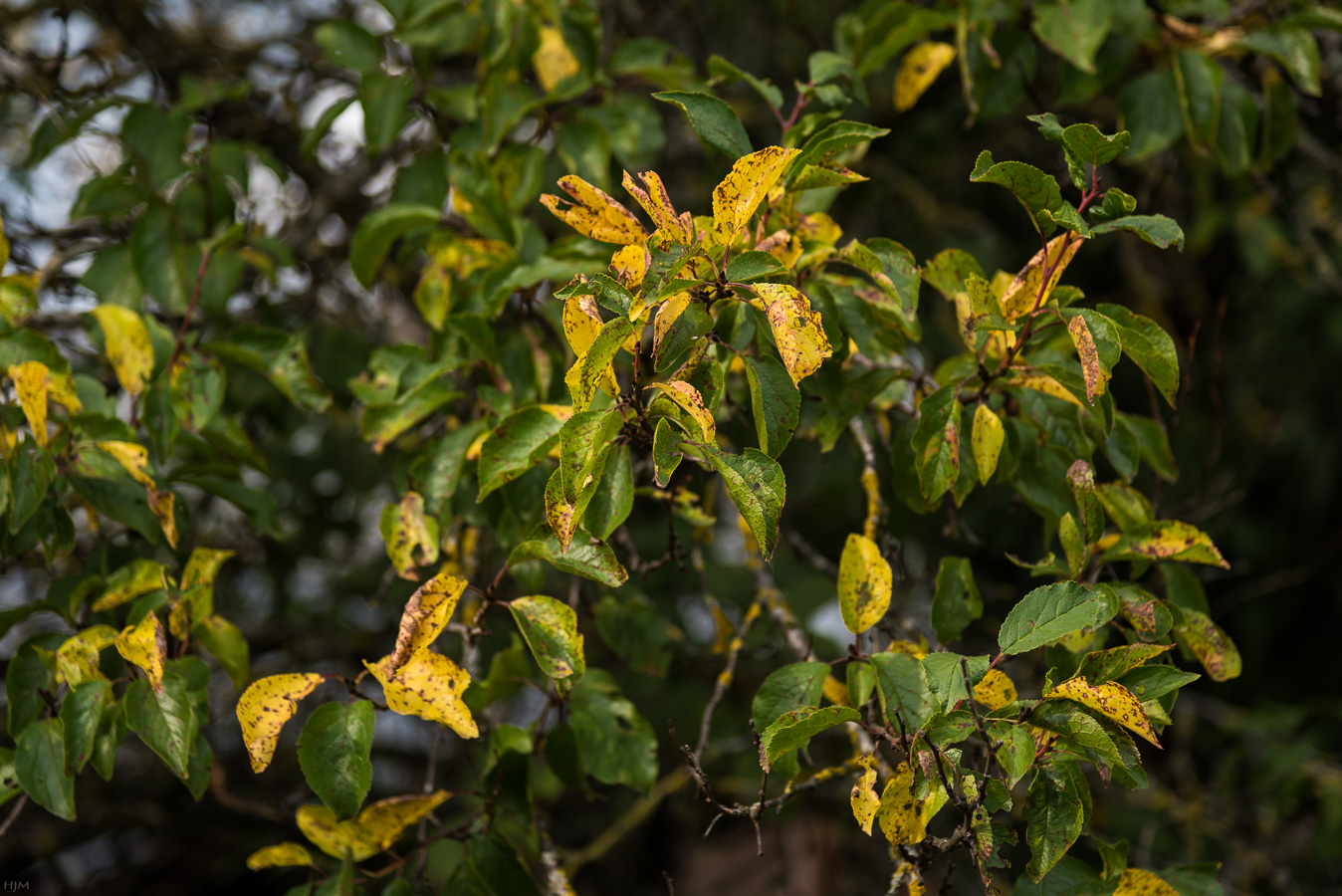 Herbstlich gefärbte Blätter