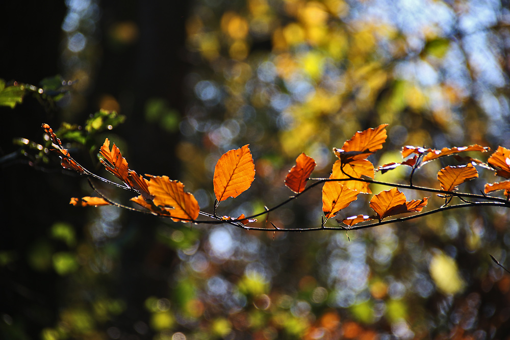 herbstlich gefärbte Buchenblätter im  Gegenlicht