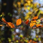 herbstlich gefärbte Buchenblätter im  Gegenlicht